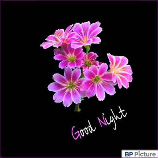 Good Night Dp Photo