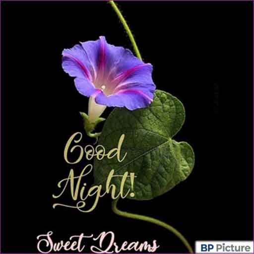Good Night Images