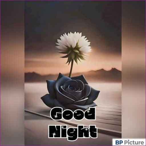 Good Night Pic