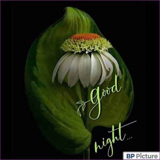 Good Night Pic