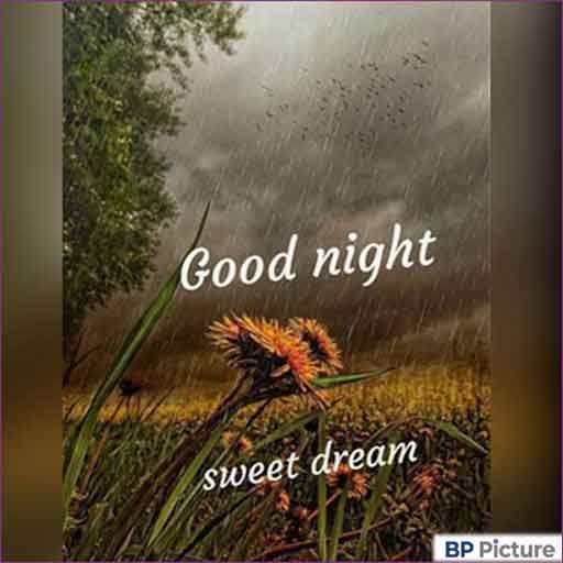 Good Night Pic