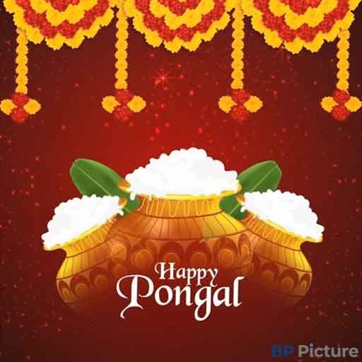 Pongal Dp For Whatsapp