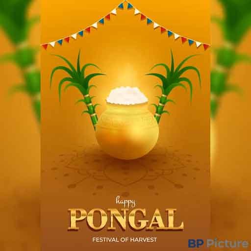 Pongal Festival Image