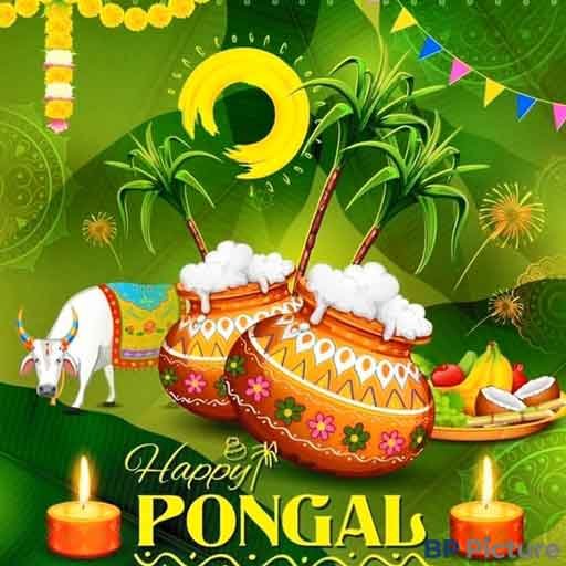 Pongal Festival Image
