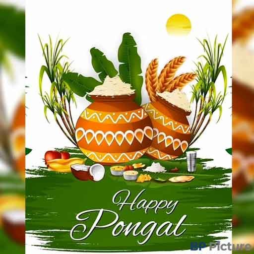 Pongal Festival Image