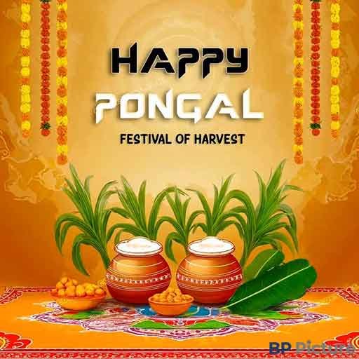 Pongal Rangoli Kolam New Design